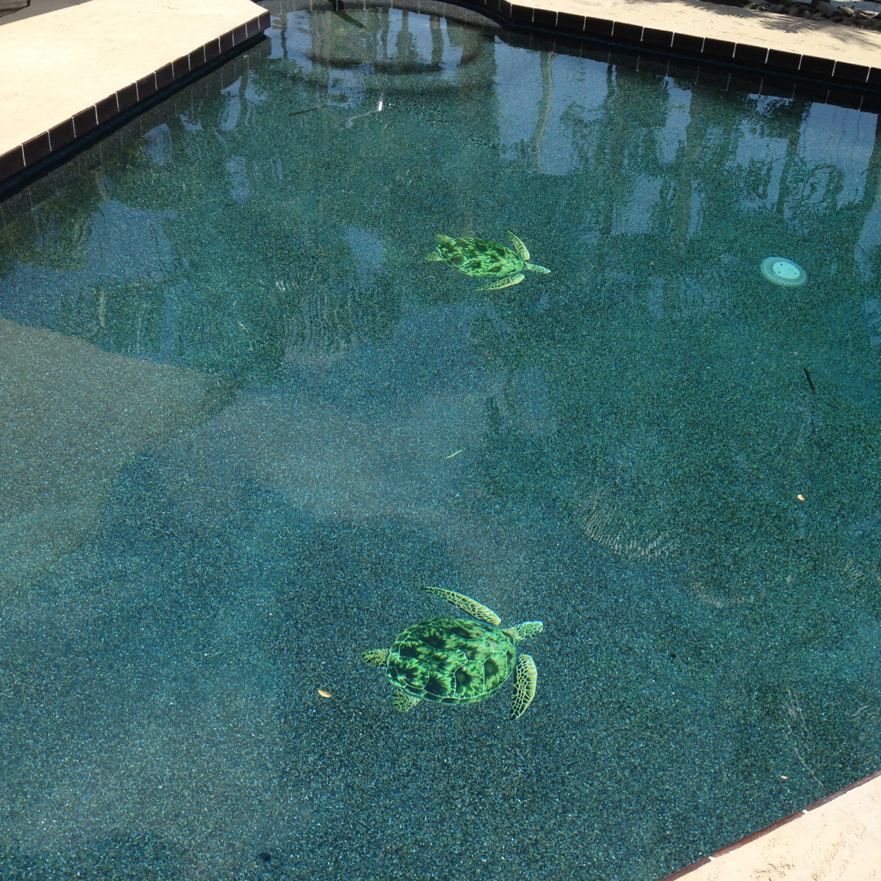 Progressive_pool_turtles
